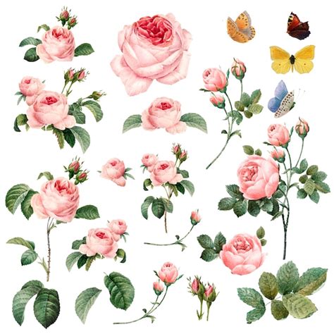 Hand drawn pink roses collection | Free Vector