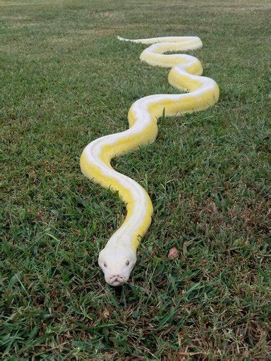 Image result for Albino Tiger Reticulated Python