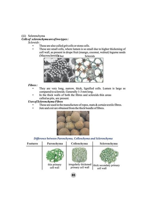 Class 9 Science Tissue 的图像结果