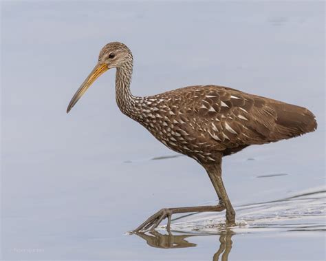 Limpkin (Speckled) - eBird