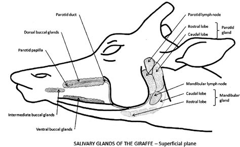 Image result for How to Draw ClO2