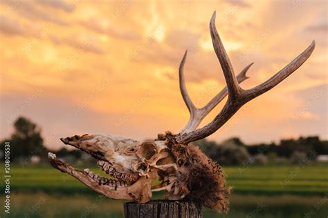 Image result for Exploding Deer Skull