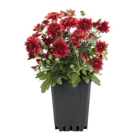 Expert Gardener 1.0PT Red Mum Live Plant in Grower Pot - Walmart.com