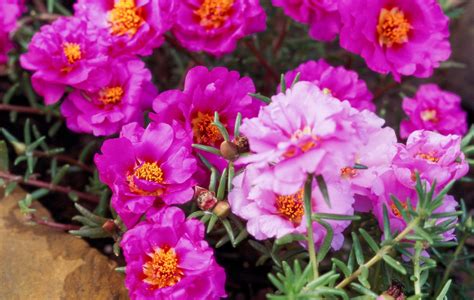 Portulaca Flower