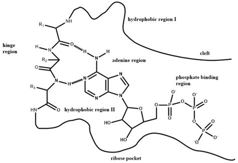 Molecular Recognition of FDA-Approved Small Molecule Protein Kinase ...