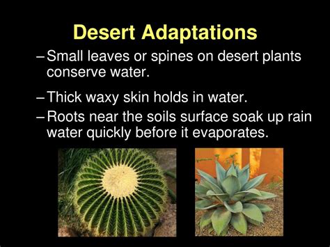 PPT - Plant Adaptations PowerPoint Presentation, free download - ID:9156513