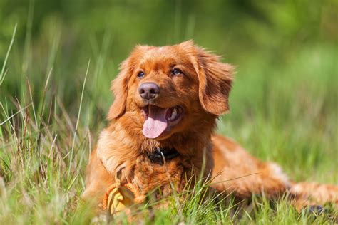 How Soon After Tick Bite Do Symptoms Appear In Dogs