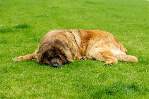 The Leonberger - A Comprehensive Guide to the Lion-like Gentle Giant - K9 Web