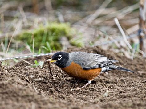 What Do Robins Eat