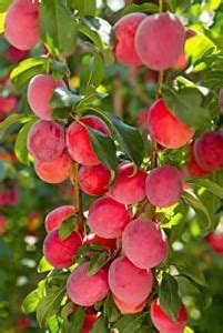 Cloud Farm Aloo Bukhara/Plum Plant Price in India - Buy Cloud Farm Aloo ...