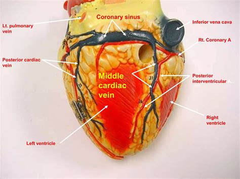 Middle Cardiac Vein