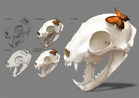Cat Skull Anatomy Dorsal View Cat Skeleton Anatomy Anatomy Of A Cat