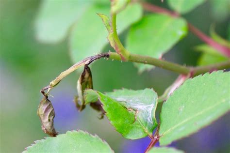 Image result for Alien Mothership Castle