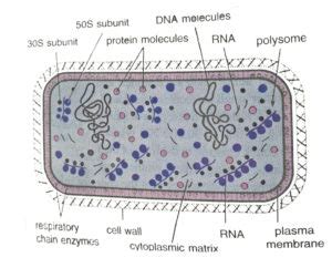 BioChemiThon - Biology - Prokaryotic Vs. Eukaryotic cell
