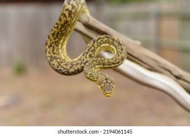 Image result for Indonesian Python 23Ft