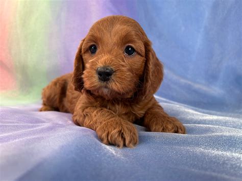 Image result for Red Cockapoo