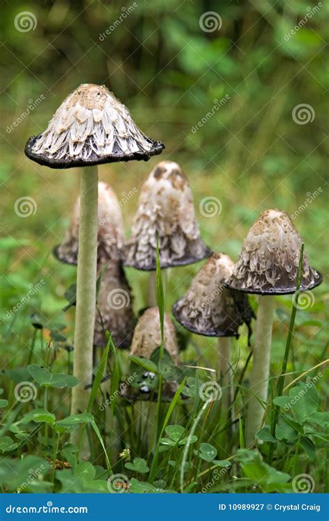 Shaggy Mane Inky Cap Mushrooms Stock Image - Image of edible, mushrooms ...