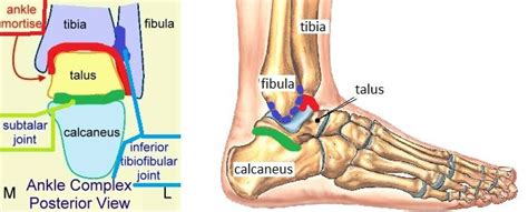 the Ankle Joint: some hints | Sprained ankle, Sprain, Ankle joint