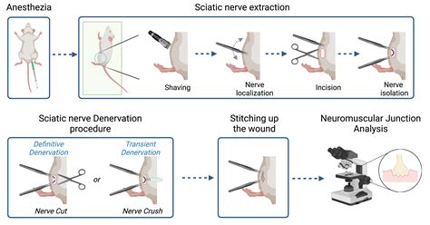 Simple Methods for Permanent or Transient Denervation in Mouse Sciatic Nerve Injury Models