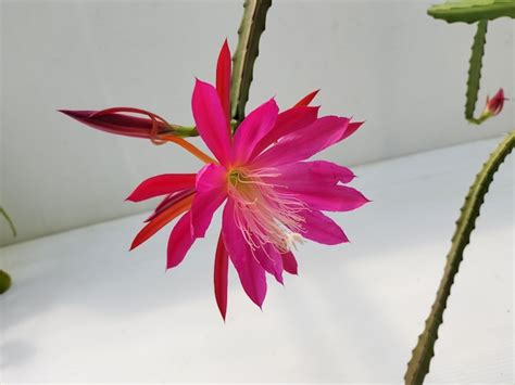 クジャクサボテン | UMBER KELP