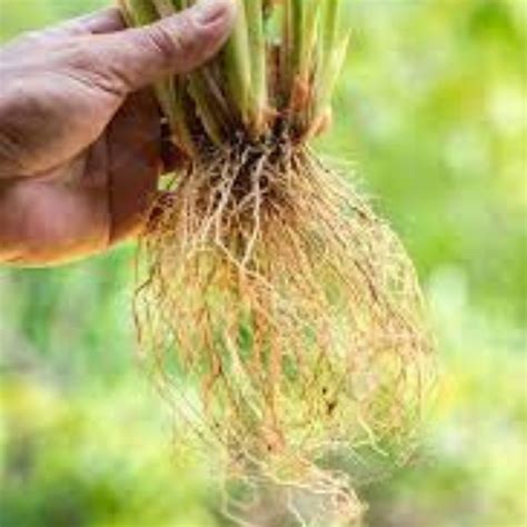 Organic Vetiver Root, Natural organic Herb, Chrysopogon zizanioides, K ...