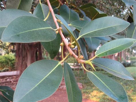 Ficus obliqua - פיקוס מעוקם | Ramat Hanadiv