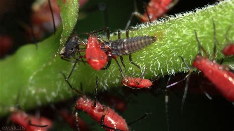 Predators Of Aphids
