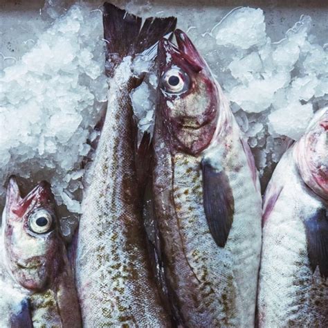 Image result for Alaskan Pollock