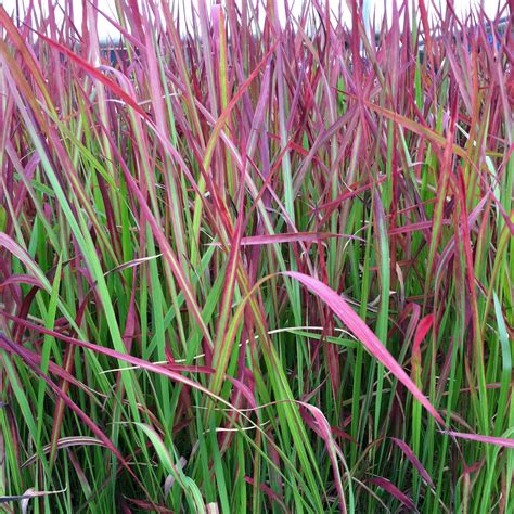 Imperata cylindrica 'Red Baron' - Japanese Blood Grass (3.5" Pot ...