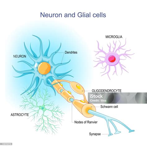 Neuron And Neuroglia Structure Of A Neuron And Glial Cells Stock ...