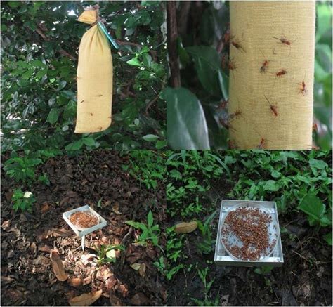 parasitoid 的图像结果