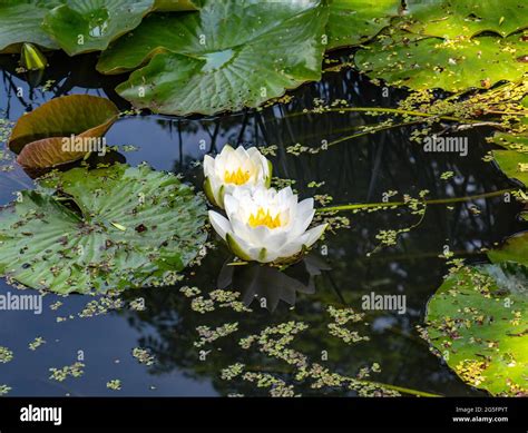 White water lily blooms hi-res stock photography and images - Alamy