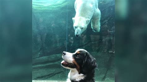Therapy K9 befriends polar bear at Columbus Zoo