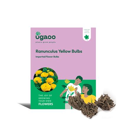 Ranunculus Yellow Bulbs – Ugaoo