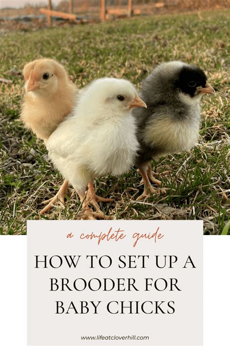 When to Remove Chicks From Brooder 的图像结果
