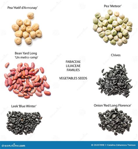 Vegetables Seeds- Varieties Stock Photo - Image of plants, unmetroramp ...