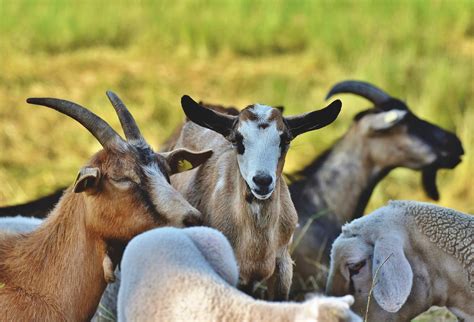 Know these things before goat farming