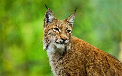 Download Animal Bobcat HD Wallpaper