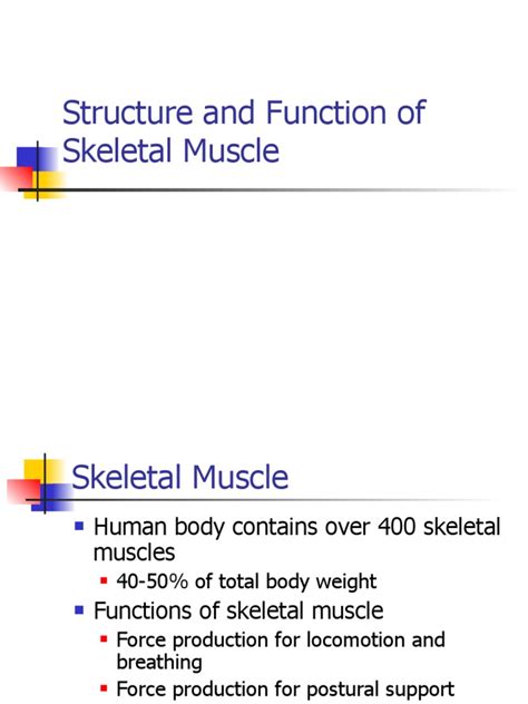 Image result for Skeletal Muscle Function