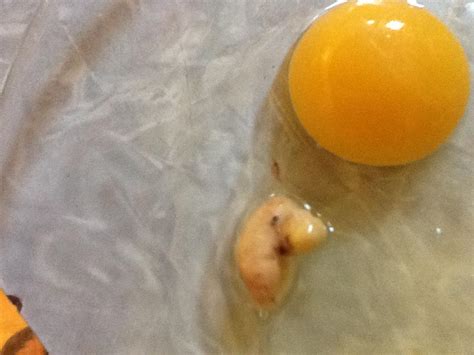 Image result for Alien Eggs Inside Female