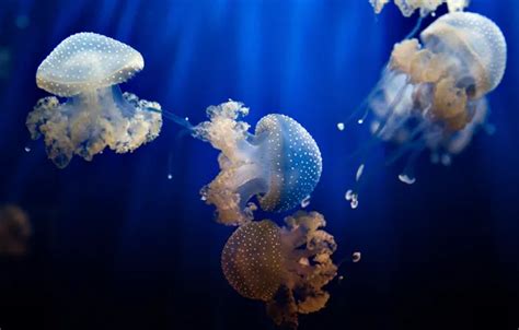 Wallpaper water, nature, jellyfish for mobile and desktop, section ...
