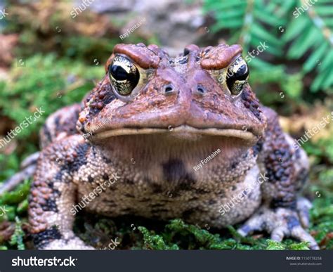 Toad Face 的图像结果
