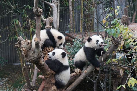 成都大熊猫繁育研究基地-景点门票-旅行攻略-湘西之旅
