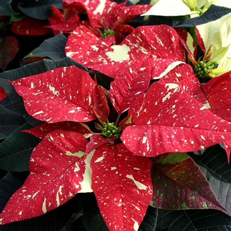 Euphorbia Pulcherrima Flower