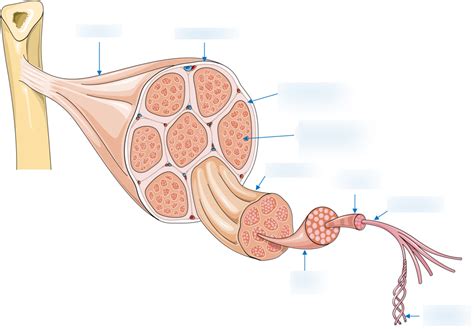 Image result for Skeletal Muscle Flow Chart