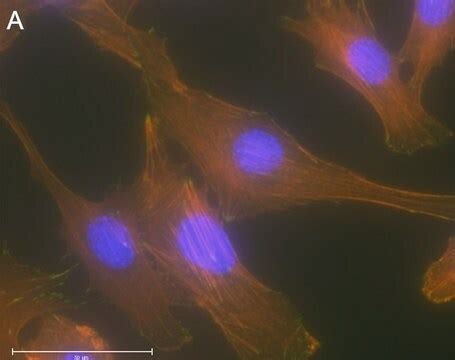 Anti-p-Paxillin-Tyr118 Antibody, clone 1E19 ZooMAb® Rabbit Monoclonal ...