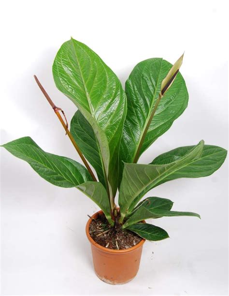 ExoticRarePlants ANTHORIUM Botanical King Green JENMANII Collector ...