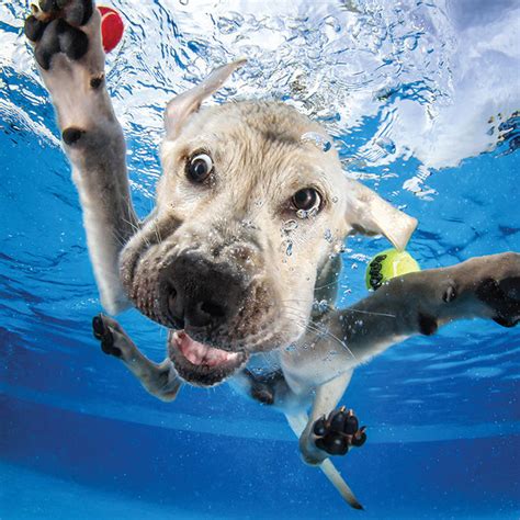 Dogs Swim Lessons 的图像结果