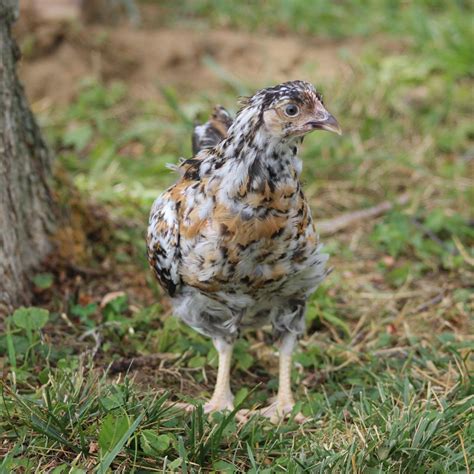 Pullet: Swedish Flower Hen, Shipping Week of - My Pet Chicken