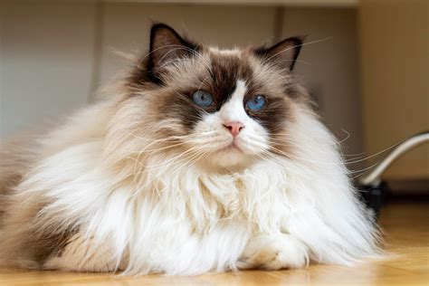 Images Of Long Hair Cats 10 Long Haired Cats: Maine Coon, Norwegian